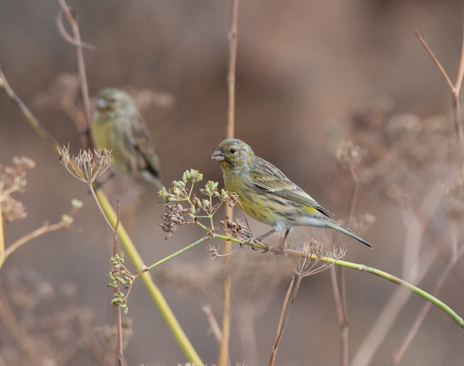 Atlantic canary