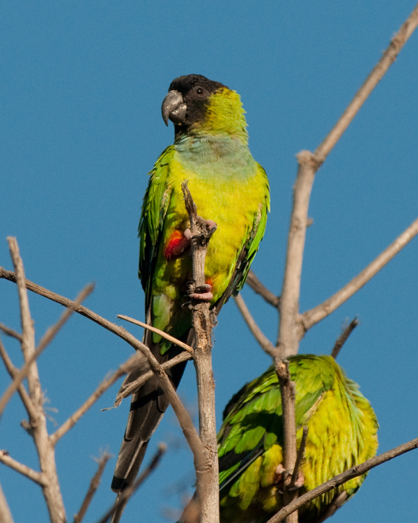 Black-hooded parakeet