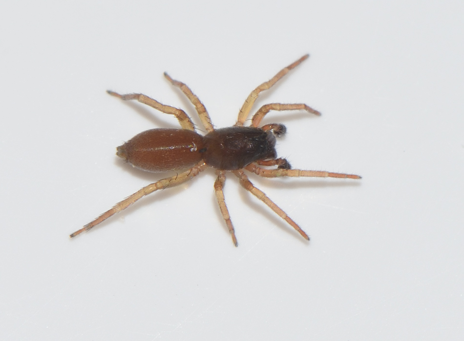 Bjrkng Halland 3.9-16 Adult Male