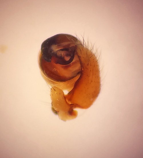 sbytorp Vstmanland 2.6-16 Palp Male