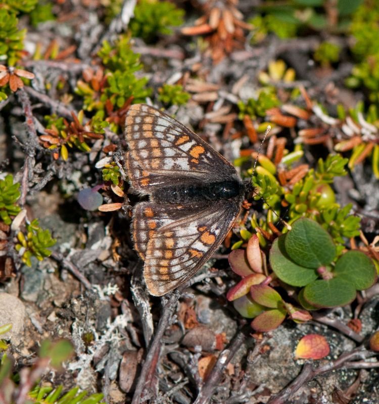 Karmastjkko Torne lappmark 11.7-16