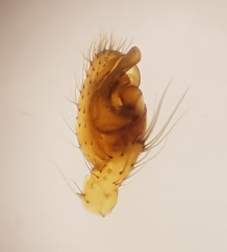 Apelviken Halland 2.8-16 male