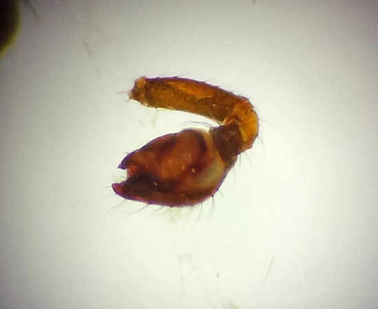 kulla Halland 7.6-16  Palp Male