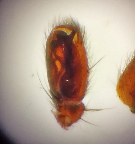 Vallinsvgen Halland 11.4-16 Palp Male