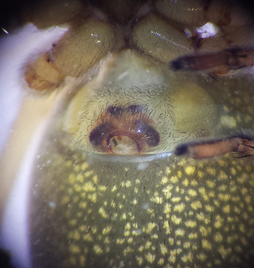 Tid Vstmanland 22.5-16 Epigyne Female