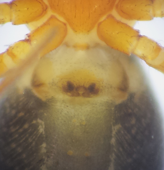 Apelviken Halland 26.6-16 Epigyne Female