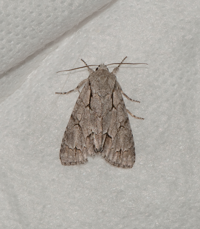 Trofta Blekinge 19.6-16