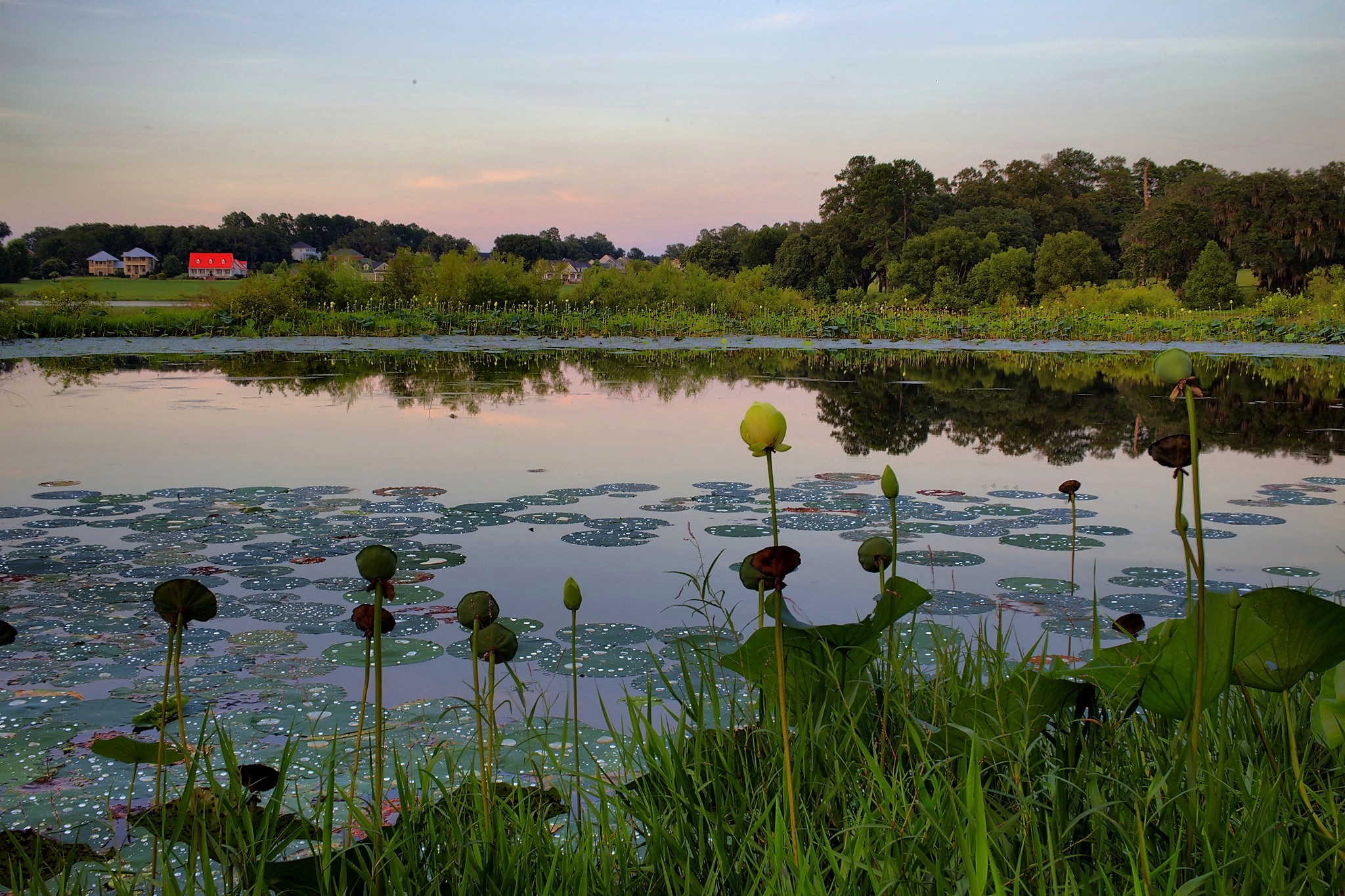 Lily Pond II