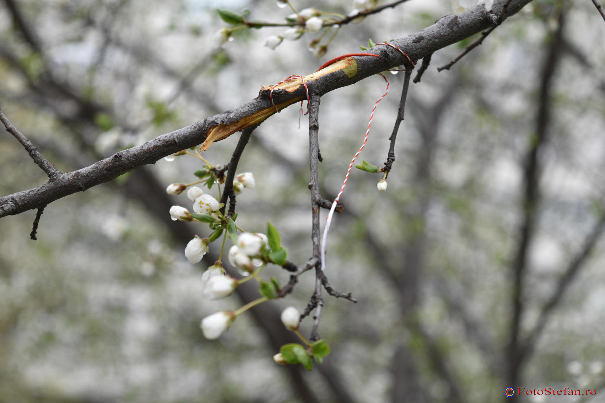 nikon-d5500-52.JPG