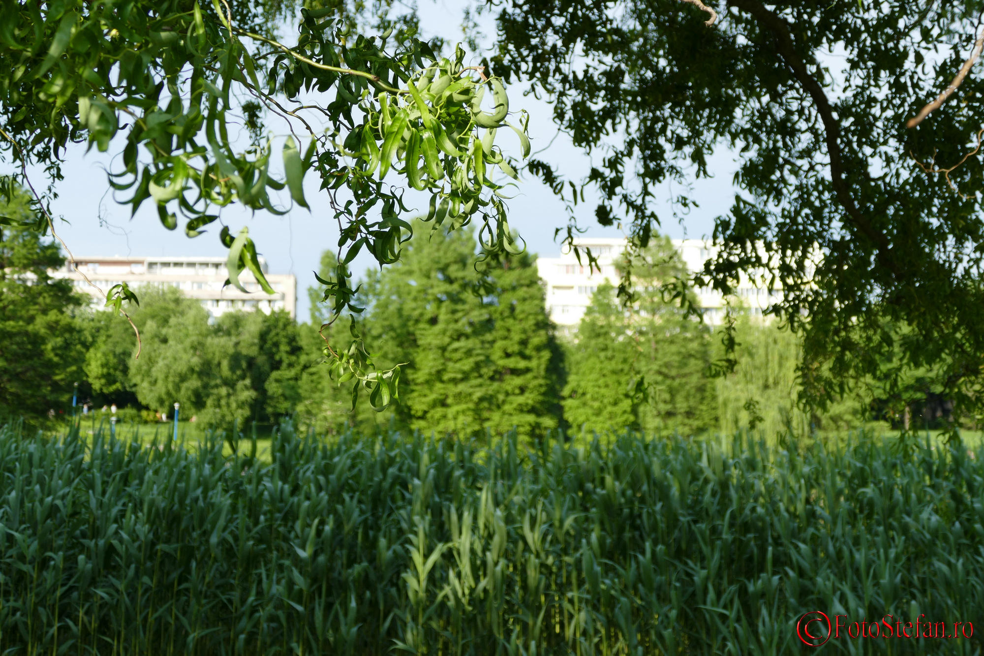 Panasonic-FZ1000-244.JPG