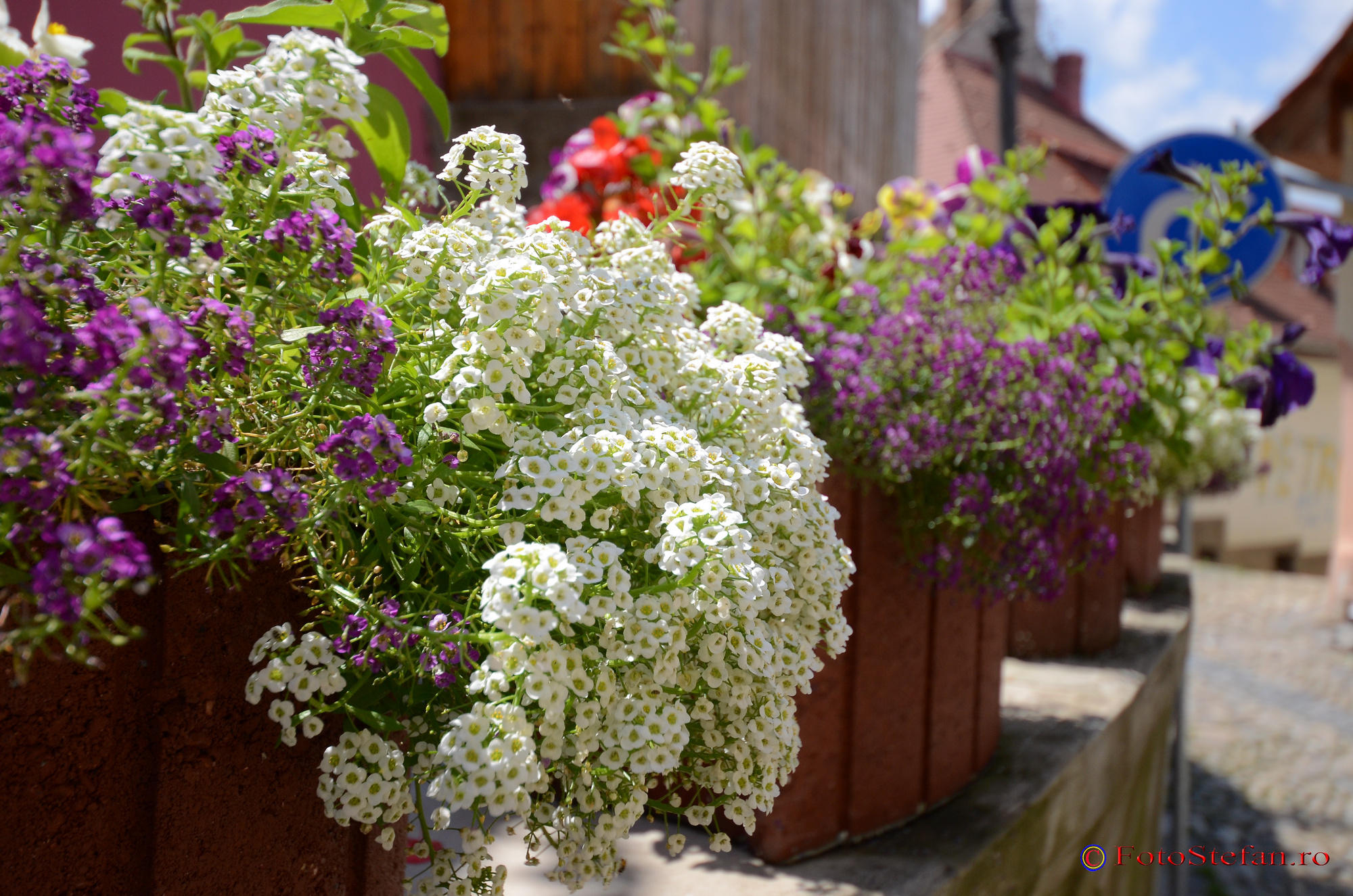 Sighisoara-Sigma-12-24-HSM-Nikon-74.JPG