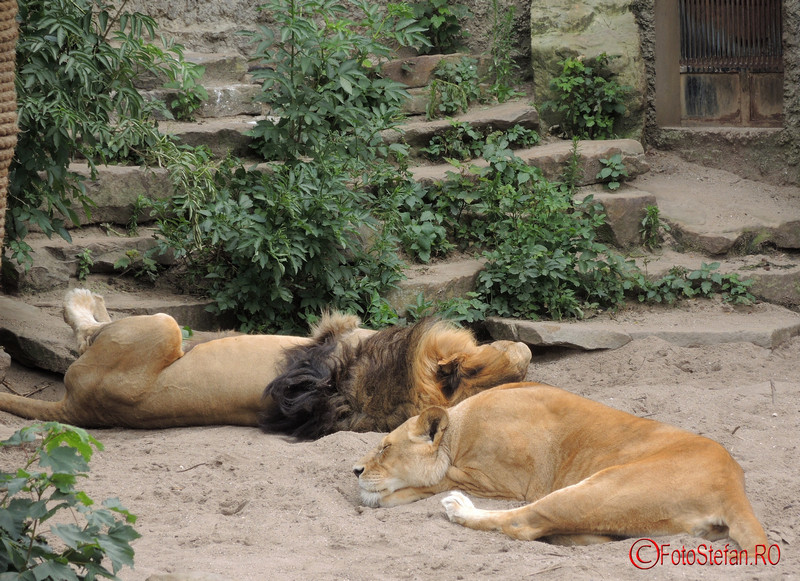 artis-zoo-amsterdam-65.JPG