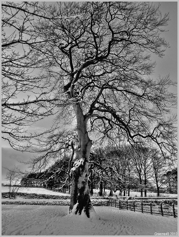 tree