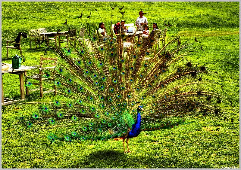 Peacock