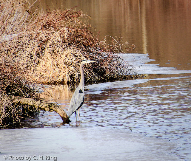 Great Blue Heron