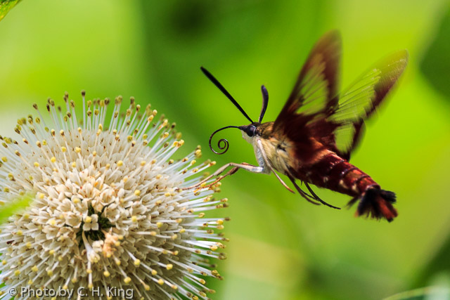 Hummingbird Moth on a Button Bush