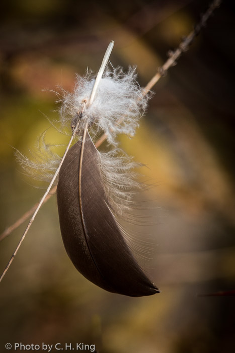 Goose Feather