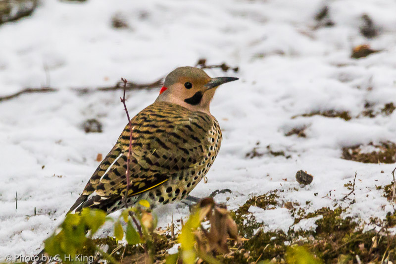 Northern Flicker - Male, Yellow Shafted
