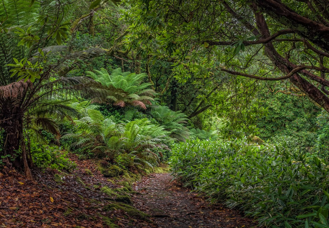 _7120786 Derreen Garden Beara