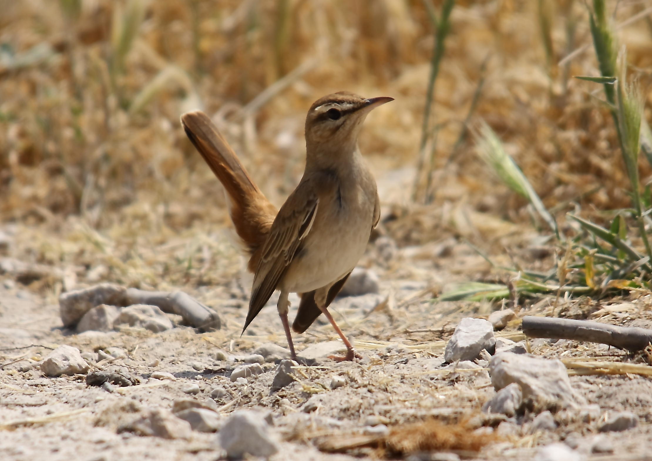 Thrushes Rufous Bush Robin  cercotrichas galactotes Faneromeni Lesvos 17/05/09