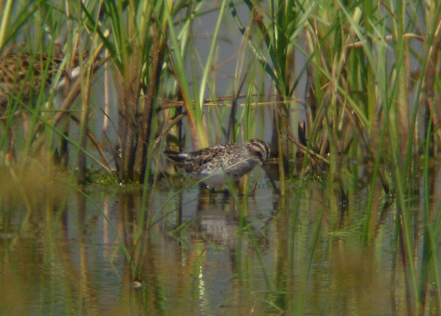 Waders Sandpiper Broad Billed Sandpiper  limicola falcinellus  Alykes Wetland Skala Kalloni Salt Pans Lesvos 07/05/12