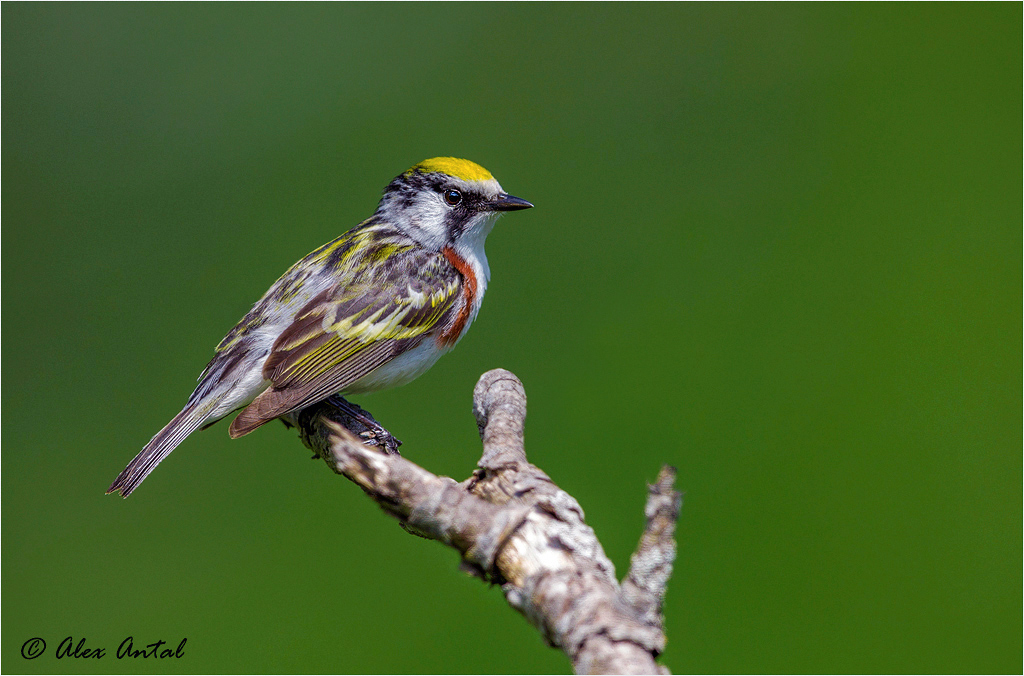 Chestnut-sided Warbler (M)