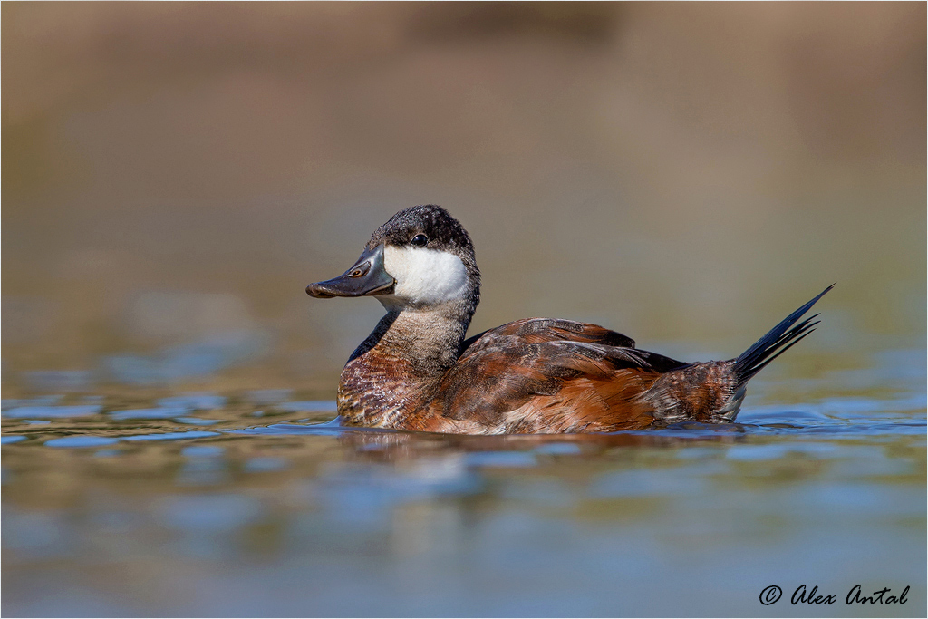 Ruddy Duck (M)