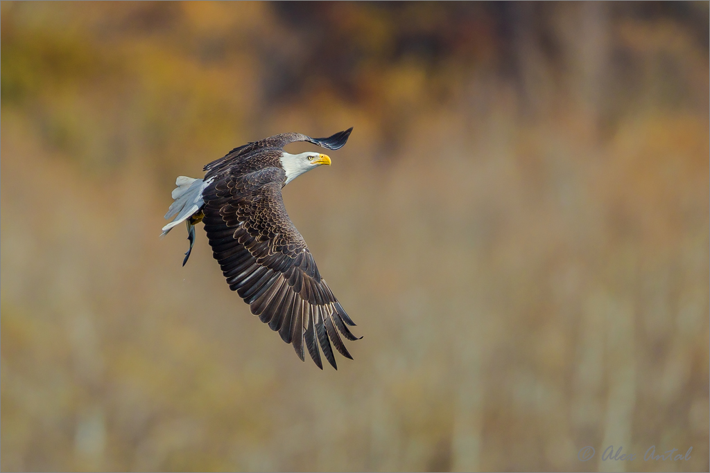 Bald Eagle