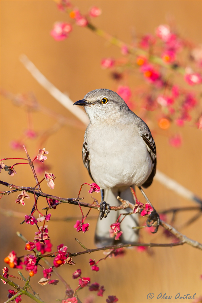  Northern Mocking Bird