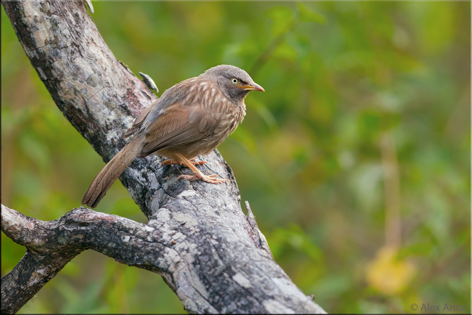 Jungle babbler