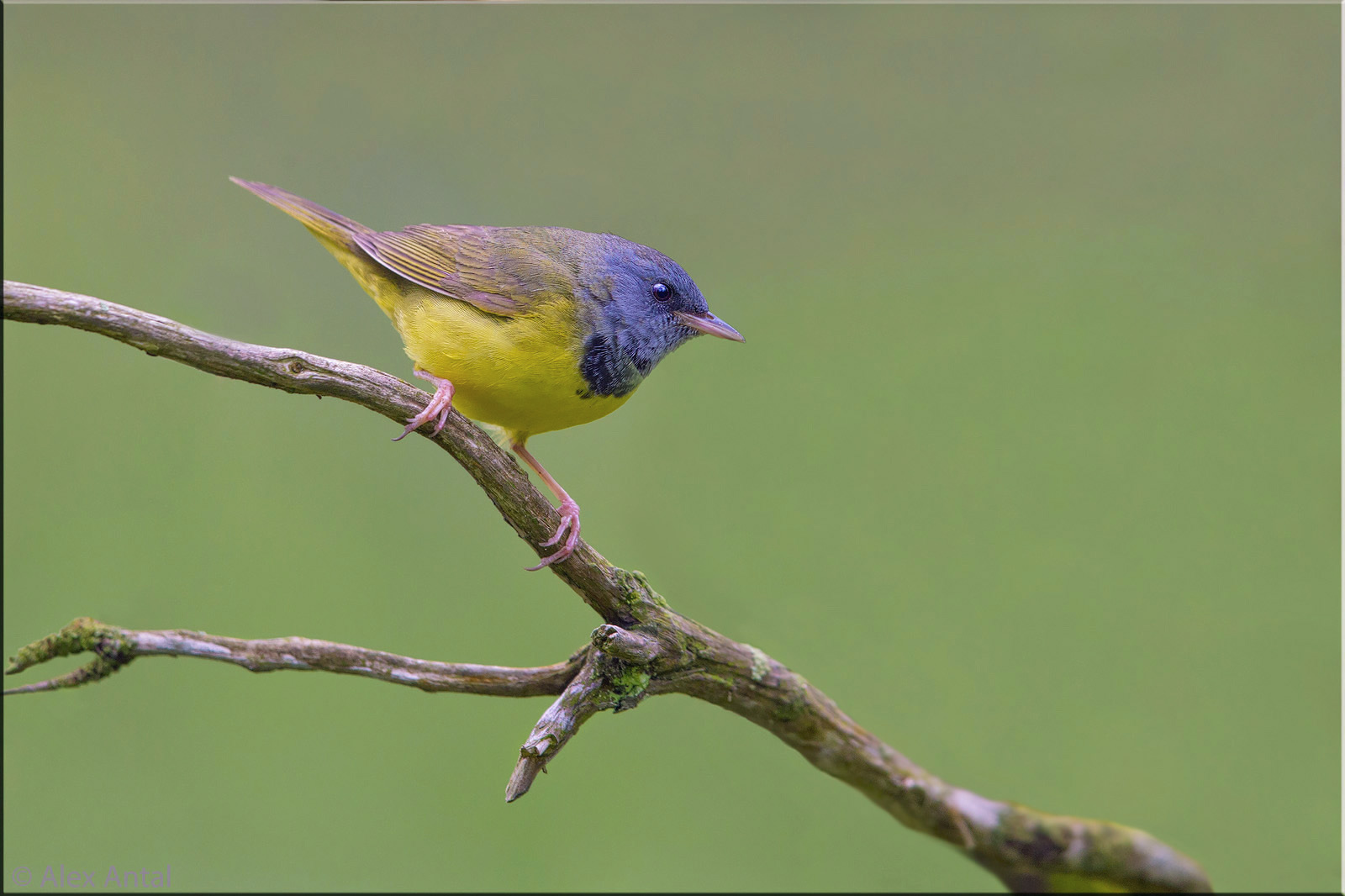 Mourning-Warbler