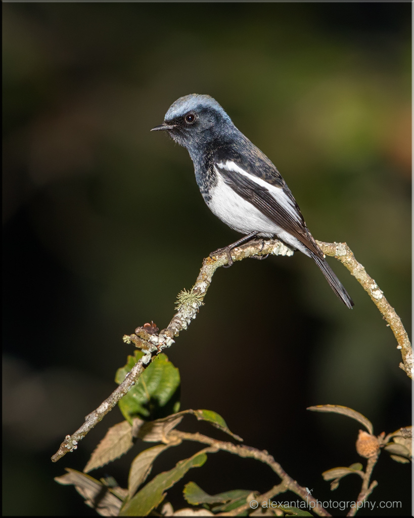 Blue-capped Redstart