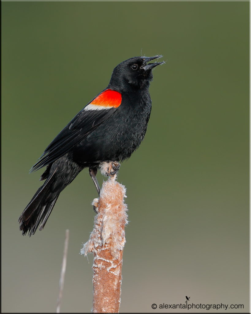 Red-winged Blackbird 