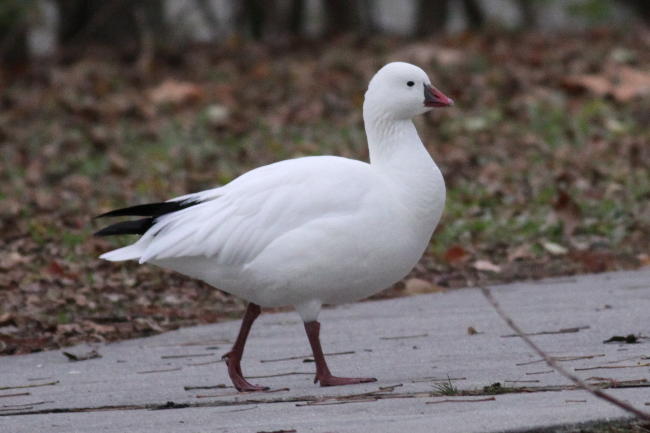 Rosss Goose