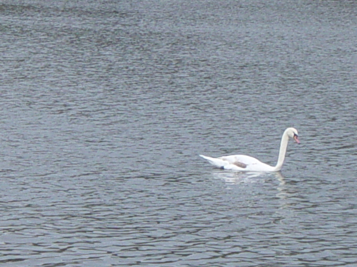 Mute Swan