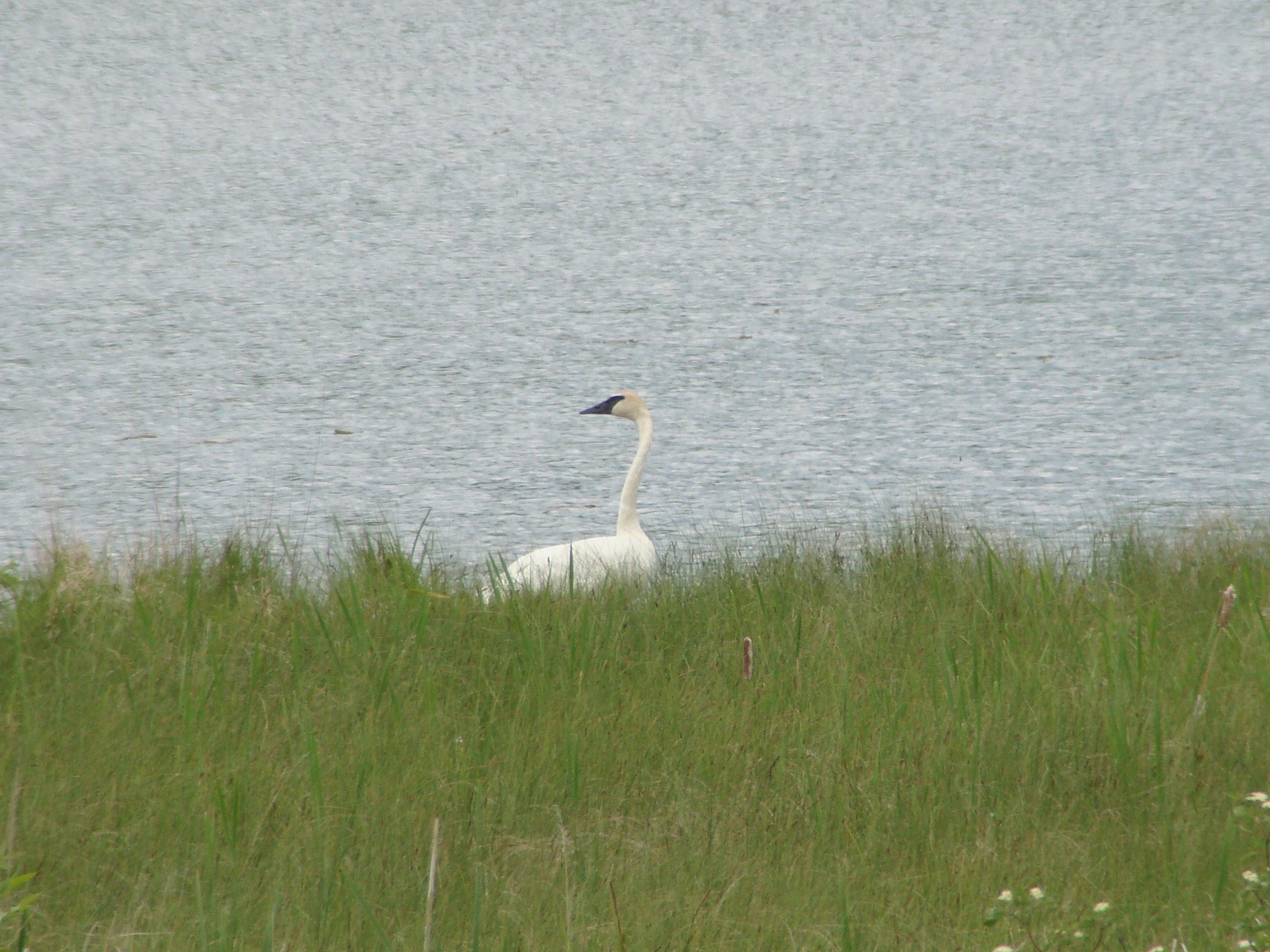 Trumpeter Swan