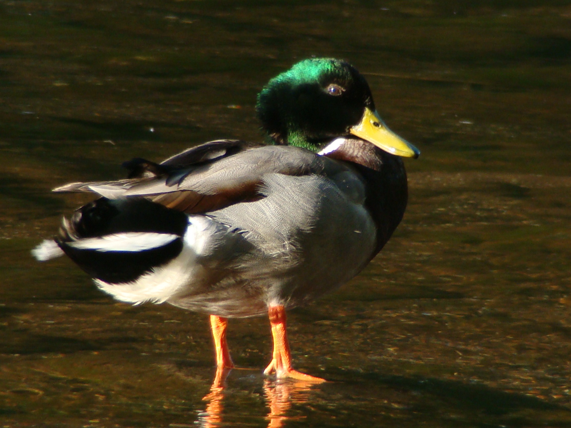 Mallard