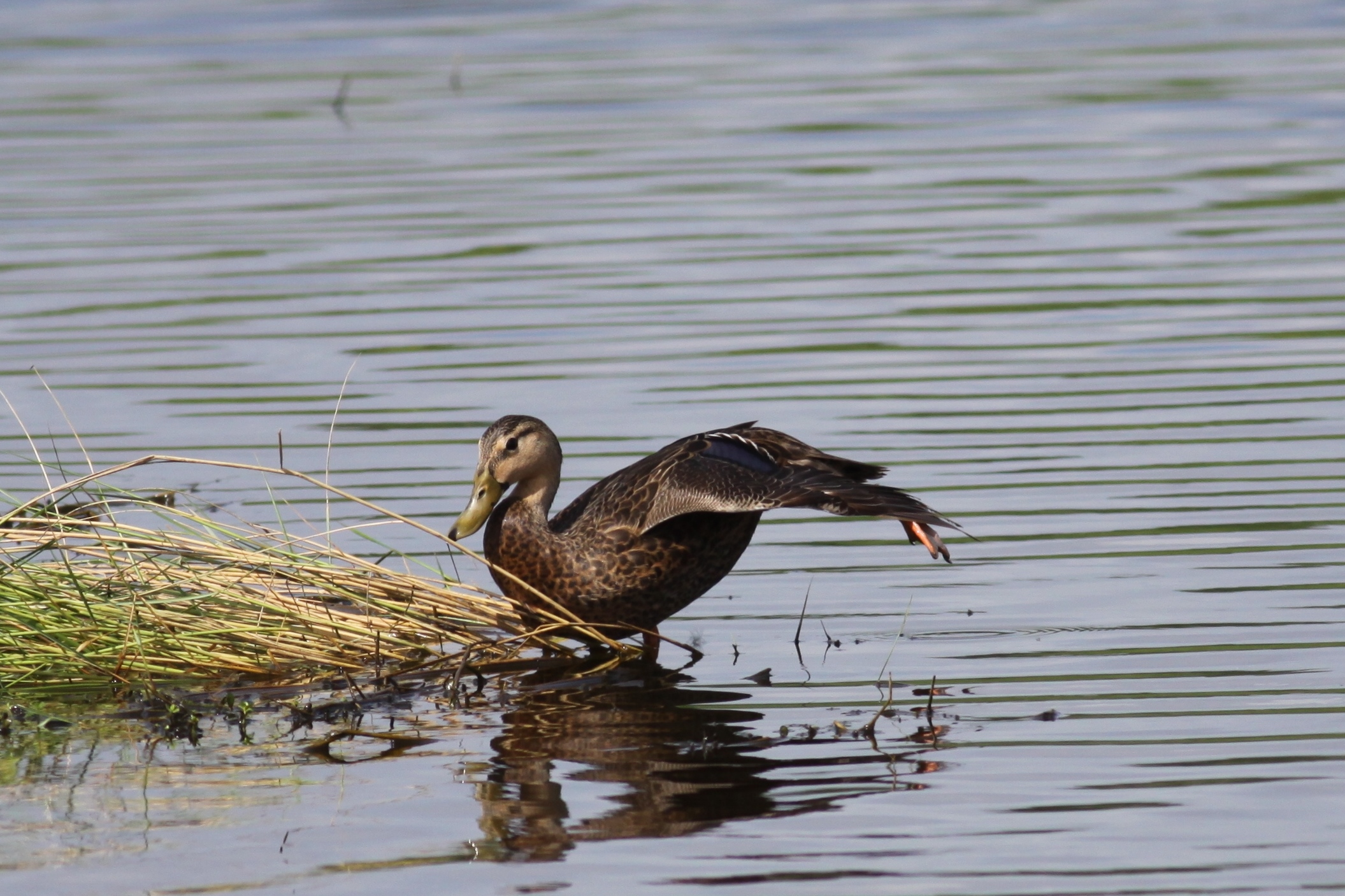Mottled Duck