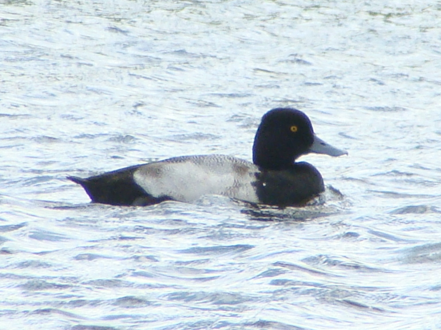 Greater Scaup