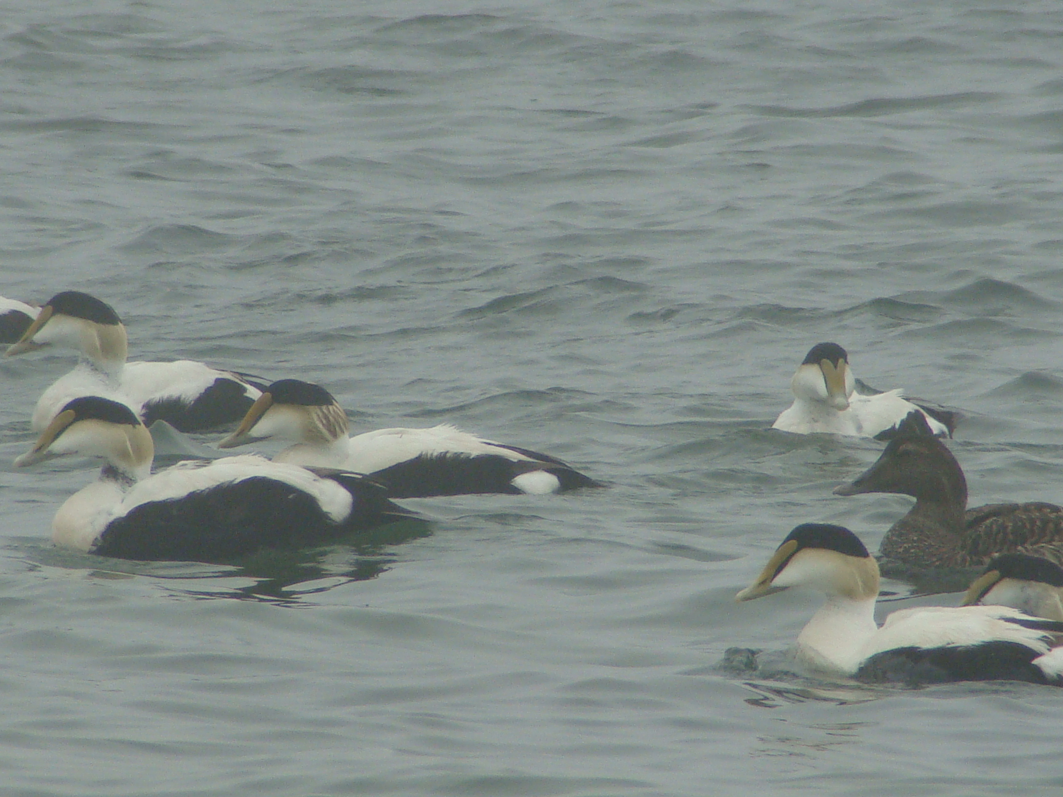 Common Eider