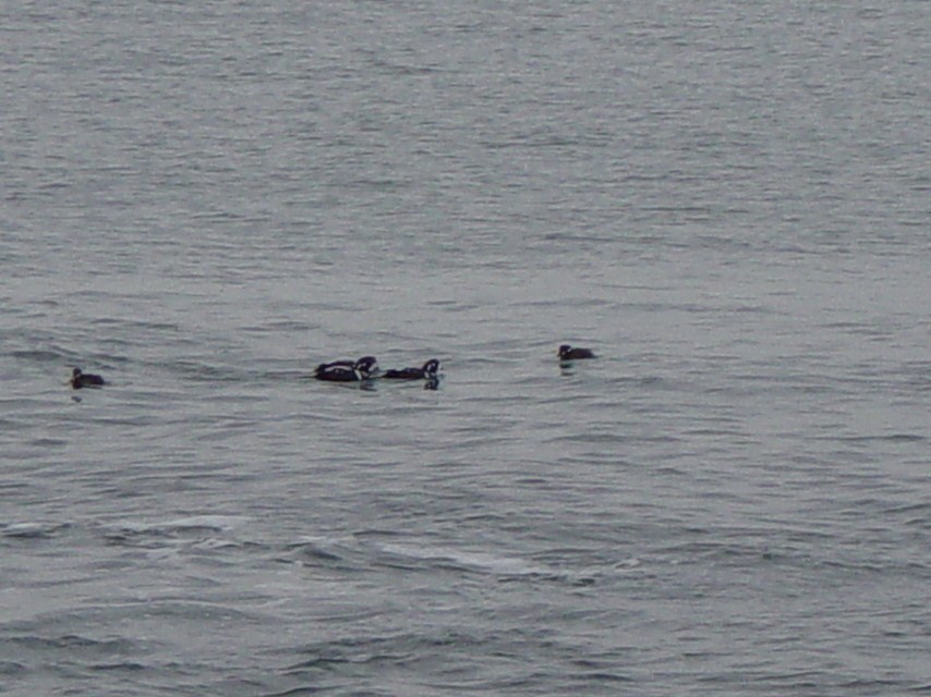 Harlequin Duck