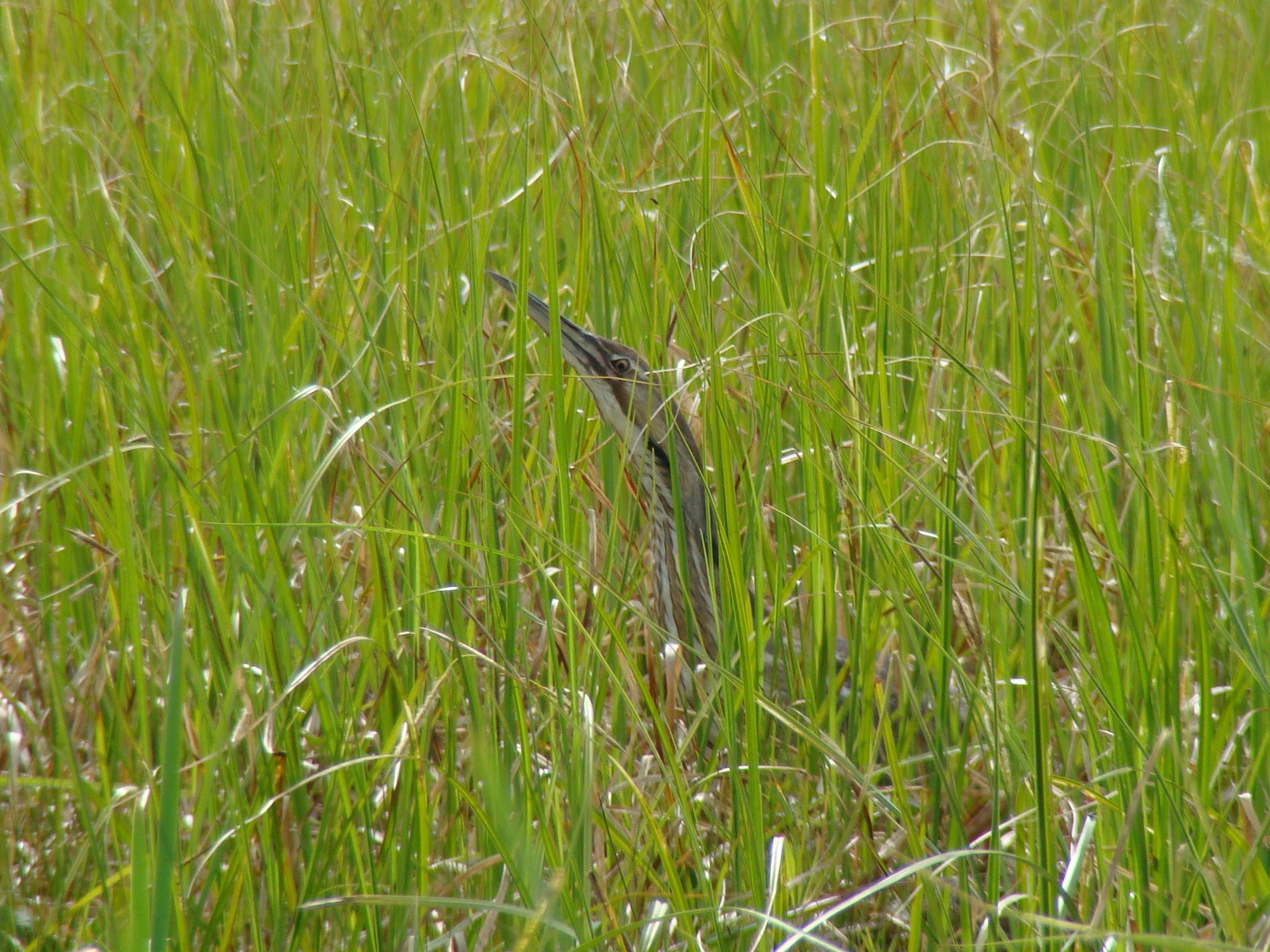 American Bittern