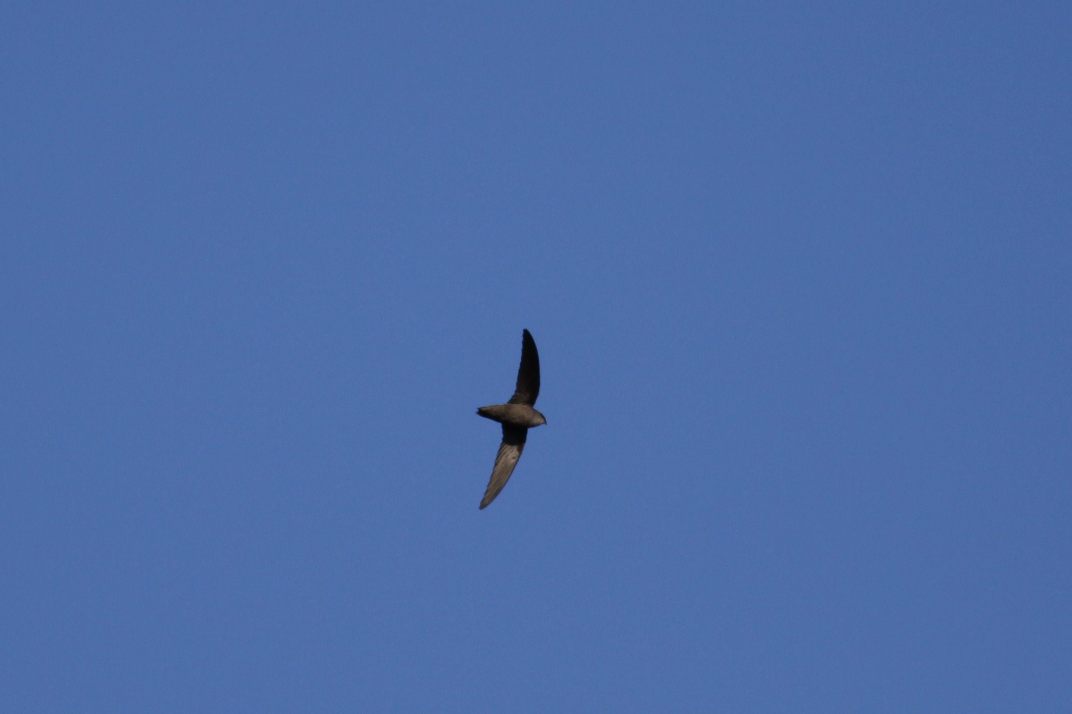 Chimney Swift