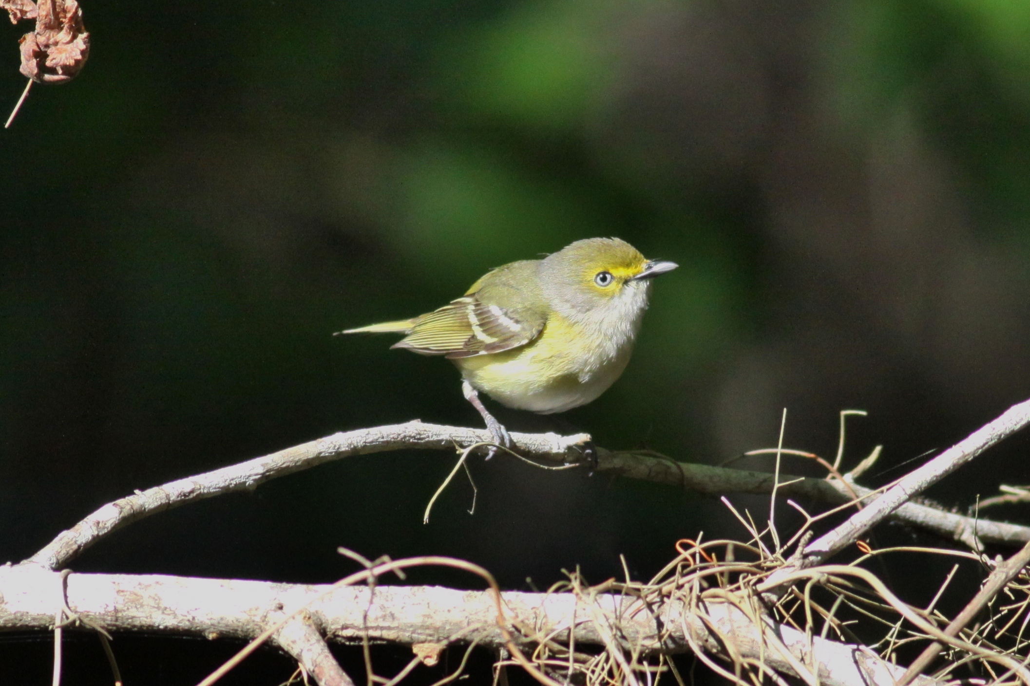 White-eyed Vireo