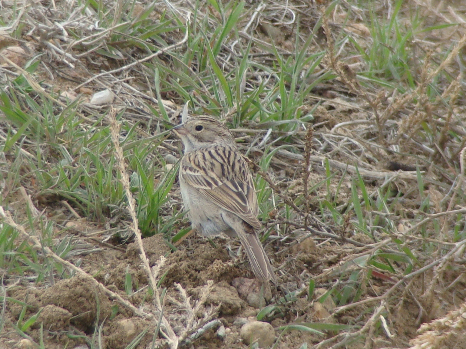 Brewers Sparrow