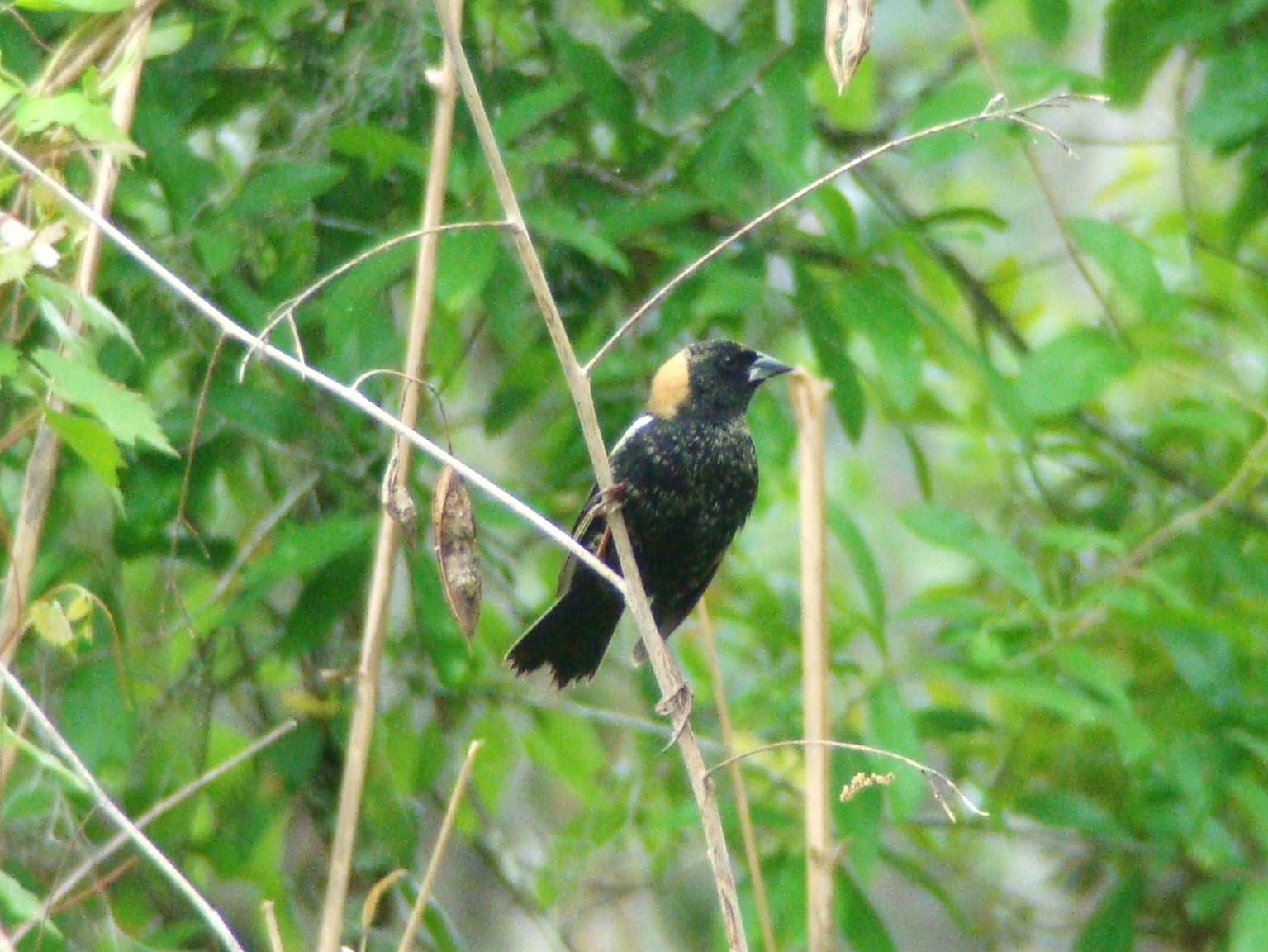 Bobolink