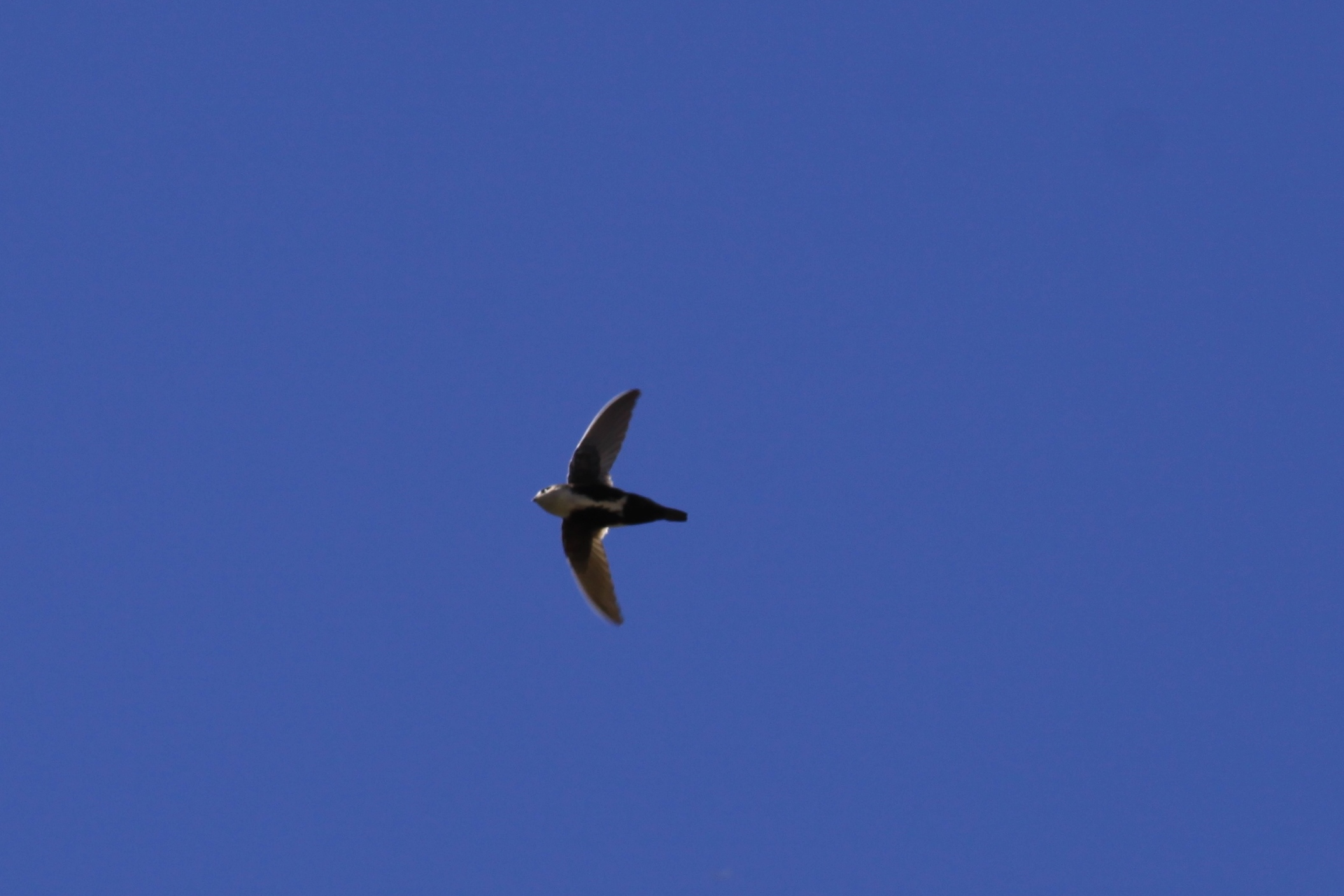 White-throated Swift