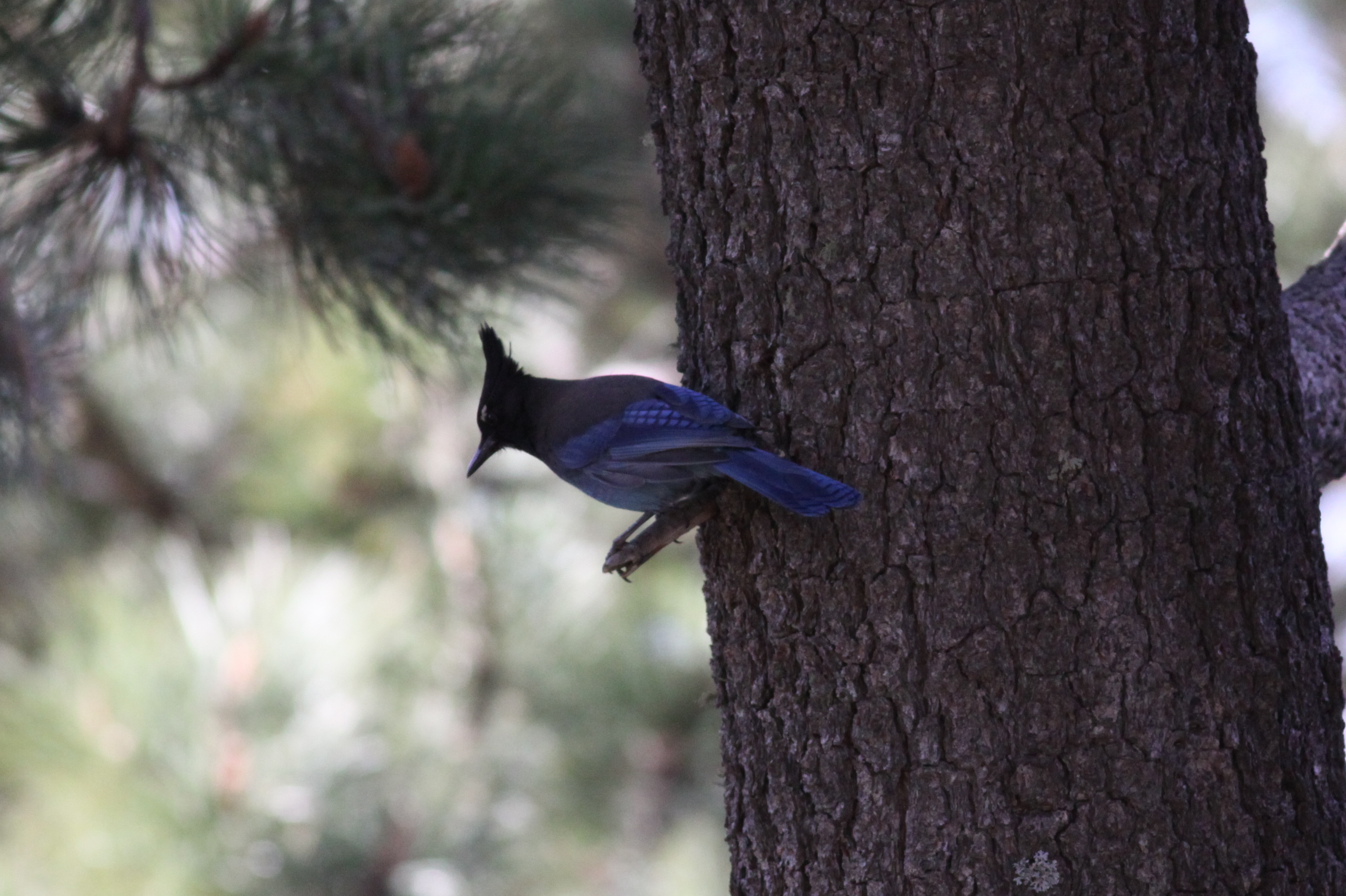 Stellers Jay