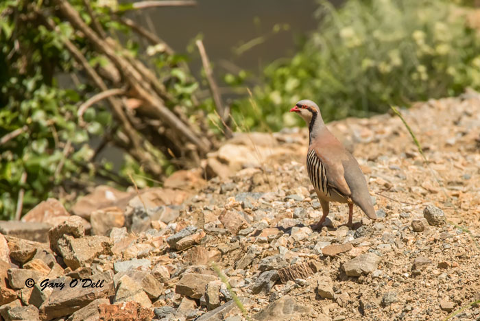Chukar
