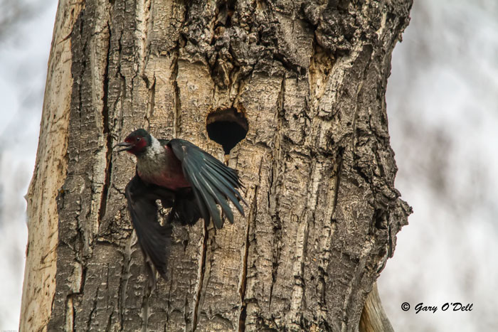 Lewiss Woodpecker